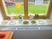 Rychlíme semínka a pozorujeme